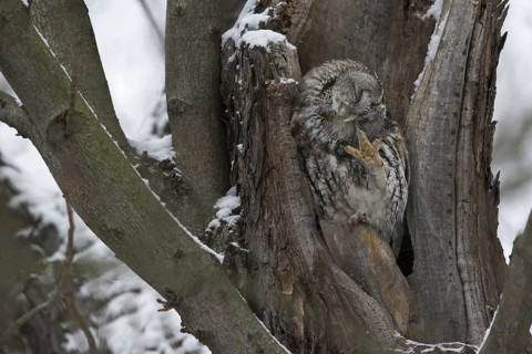 Tawny Owl (Strix aluco), Saxony, Germany