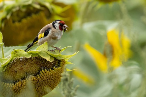 European goldfinch (Carduelis carduelis) adult bird feeding on a sunflower seed in a field of