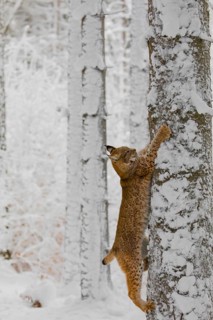 One young male Eurasian lynx, (Lynx lynx), climbing up a birch tree in a snow covered forest