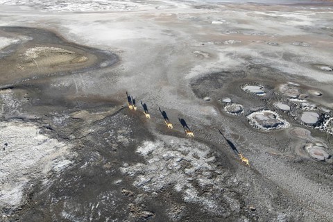 Aerial view of Guanacos gracefully wandering across the expansive, rugged landscape of the Andean