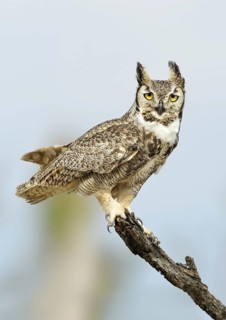 Great Horned Owl (Bubo virginianus), Texas, USA