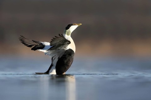 Common Eider (Somateria mollissima) male, Rapperswil, Switzerland