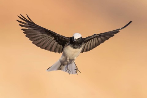 Hooded Wheatear (Oenanthe monacha) flying, Eilat, Israel