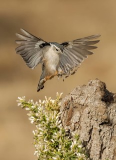 White-breasted Nuthatch (Sitta carolinensis) approaching a tree stump, California, USA