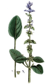 Salvia horminum, coloured crested sage, also known as crested sage and green sage, digital