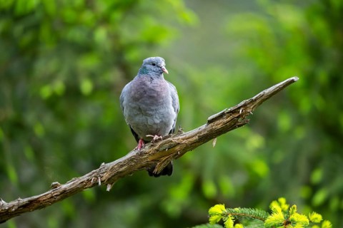 Common wood pigeon (Columba palumbus), dove, in a forest, Bavaria, Germany