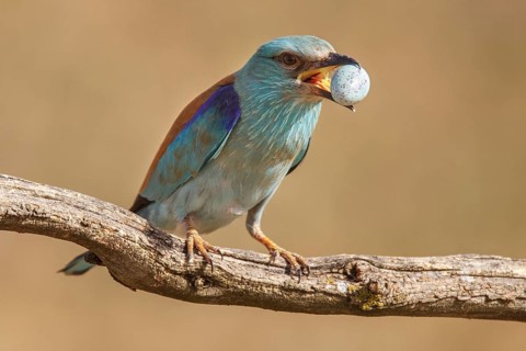 European Roller (Coracias garrulus), removing starling egg from its nest, Castile-La Mancha