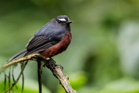 Rufous-breasted Chat-Tyrant (Ochthoeca rufipectoralis) perched on a branch in Ecuador