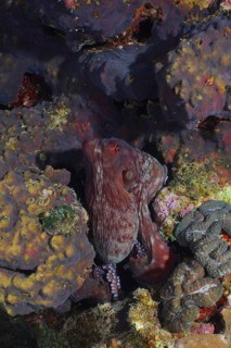Big blue octopus (Octopus cyaneus Octopus cyanea)