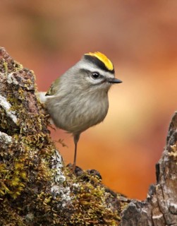 A male Golden-crowned Kinglet, Regulus satrapa, perched on a branch in Saskatoon, Saskatchewan,