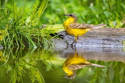 Sheeptail looking for food on water, reflection, yellow wagtail (Motacilla flava) juv. Hungary,