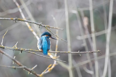 A vibrant kingfisher sits quietly on a twig amidst a dull, blurred backdrop, showcasing its bright
