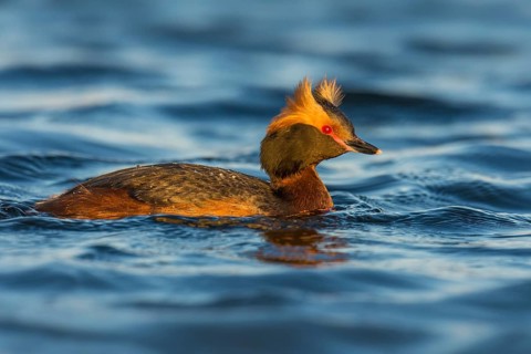 Horned Grebe (Podiceps auritus), Iceland