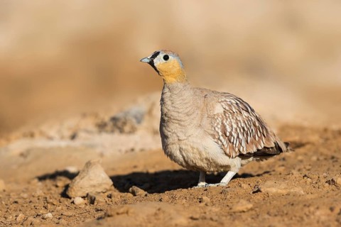 Crowned Sandgrouse (Pterocles coronatus) male, Negev, Israel