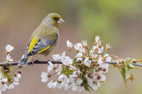 European Greenfinch (Chloris chloris) male, Lower Saxony, Germany