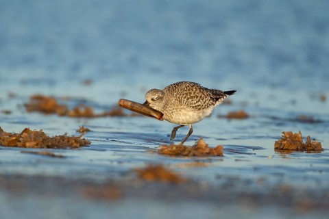 Grey plover (Pluvialis squatarola) adult wading bird in winter plumage feeding on a razorshell on a