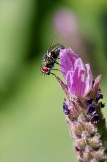 Golden fly (Lucilia caesar) on a flower of Common lavender (Lavandula angustifolia), close-up,