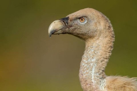 Griffon Vulture (Gyps fulvus), portrait, Castile and Leon, Spain