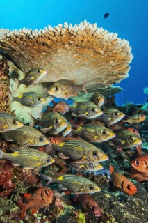 Small shoal of luminescent road sweepers (Gnathodentex aurolineatus) under hyacinth table coral
