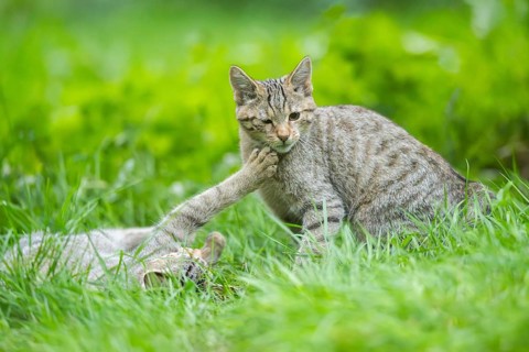 European wildcat (Felis silvestris silvestris) on a meadow, Hesse, Germany