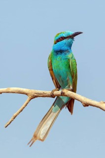 Emerald spint, (Merops orientalis), animal, animals, bird, birds, bee-eater, perching site Salalah,