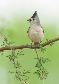 Black-crested Titmouse (Baeolophus atricristatus) singing, perched on a branch, Texas, USA