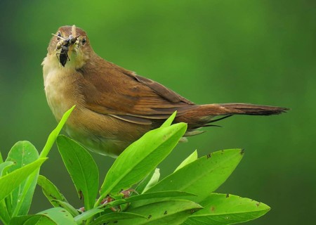 Broad-tailed Grassbird (Schoenicola platyurus) with insect in its beak, Maharashtra, India