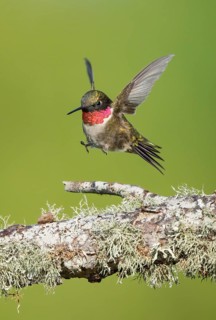 Ruby-throated Hummingbird (Archilochus colubris) male, Texas, USA