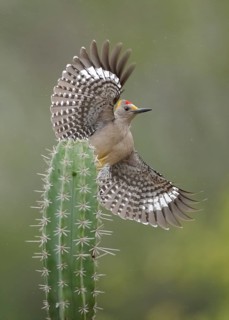 Golden-fronted Woodpecker (Melanerpes aurifrons) male flying, Texas, USA
