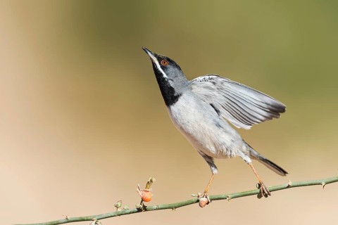 Rüppell's Warbler (Sylvia ruppeli) male, Eilat, Israel