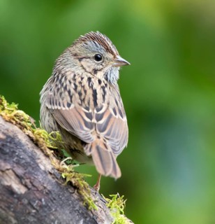 Lincoln's Sparrow, Melospiza lincolni, perched on a mossy log, in Saskatchewan, Canada