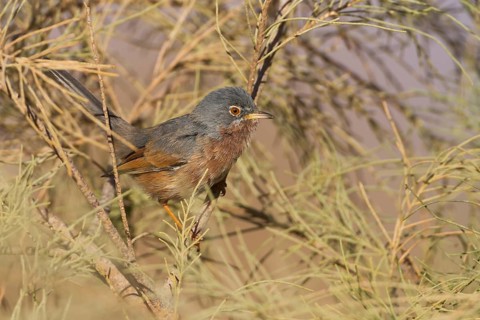 Tristrams Warbler - Atlasgrasmücke - Sylvia deserticola, Morocco, adult