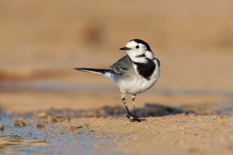 White Wagtail (Motacilla alba yarrellii) on ground, Eilat, Israel