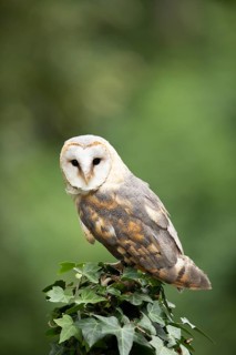 Western Barn Owl (Tyto alba) captive, perched on a stump, Germany
