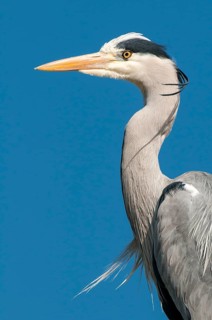 Grey Heron (Ardea cinerea), Lower Saxony, Germany