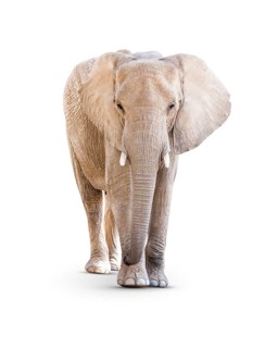 Adult Elephant Isolated on a White Background