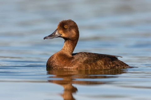 Greater Scaup (Aythya marila) female, British Columbia, Canada