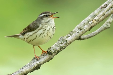 Louisiana waterthrush (Parkesia motacilla) perched on a branch in Ontario, Canada