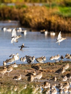 Eurasian Curlew, Numenius arquata, birds on marshes