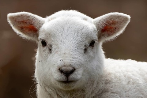 Domestic sheep (Ovis aries) juvenile baby lamb farm animal head portrait in spring, England, United