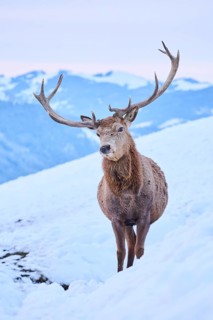 Red deer (Cervus elaphus) stag on a snowy meadow in the mountains in tirol, Kitzbühel, Wildpark