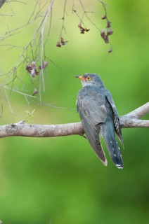 African Cuckoo (Cuculus gularis), Mpumalanga, South Africa