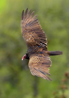 Turkey Vulture (Cathartes aura)