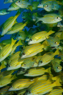 Close-up of shoal of blue-striped snapper (Lutjanus kasmira) Blue-striped snapper, Indian Ocean,