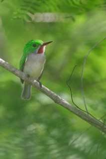 Broad-billed Tody (Todus subulatus) perched on a branch, Dominican Republic