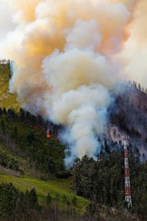 Landscape in South Africa, forest fire, fire, smoke, flames, burning forest, N2, Kou-Kamma Ward 6,