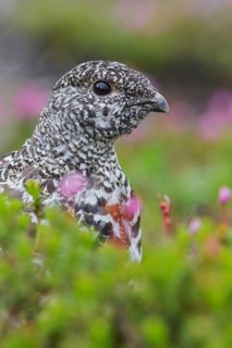 White-tailed Ptarmigan (Lagopus leucurus) in the alpine habitat of British Columbia, Canada