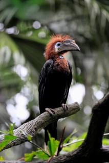 Black-helmeted Hornbill (Ceratogymna atrata), Club-tailed Hornbill, adult, female, perch, South