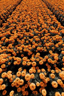 Vibrant orange cempasuchil flowers bloom in neat rows in Xochimilco, Mexico. These traditional