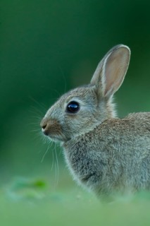 Rabbit (Oryctolagus cuniculus) wild juvenile baby animal resting in grassland in the summer,